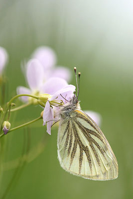 Grünader-Weißling (Pieris napi), Deutschland, Baden-Württemberg