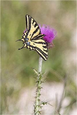 Südlicher Schwalbenschwanz (Papilio alexanor destelensis), Männchen, Frankreich, Var