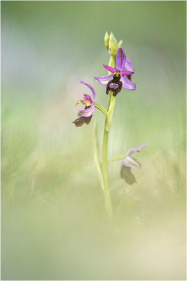 Drôme-Ragwurz (Ophrys drumana), Frankreich, Dep. Drôme