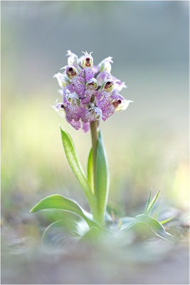Milchweißes Knabenkraut (Neotinea lactea), Dep. Var, Frankreich