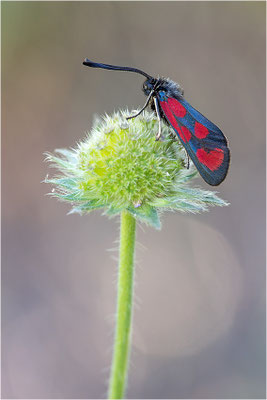 Beilfleck-Widderchen (Zygaena loti), Frankreich, Savoye