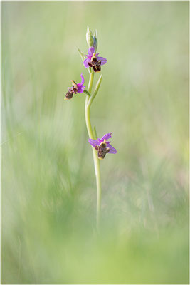 Ophrys scolopax, Plaines-des-Maures, Var