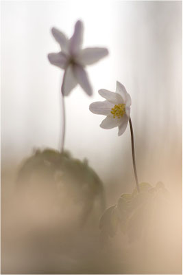 Buschwindröschen (Anemone nemorosa), Deutschland, Baden-Württemberg