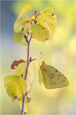 Postillon (Colias crocea), Frankreich, Savoye