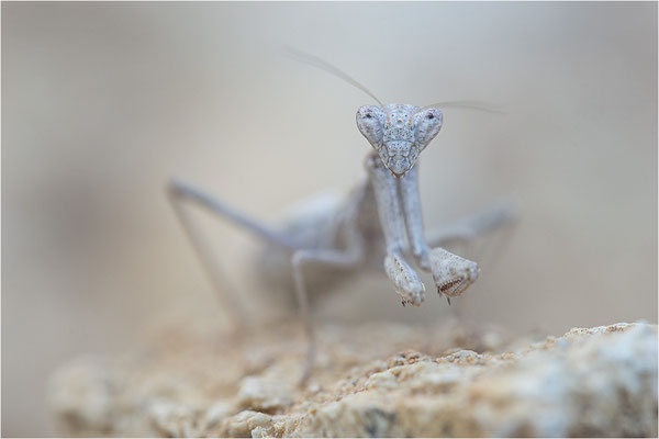 Graue Fangschrecke (Ameles decolor), Weibchen, Frankreich, Drôme
