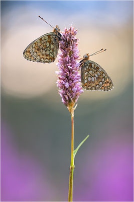 Stiefmütterchen-Perlmutterfalter (Argynnis niobe), Italien, Region Aostatal, 2000m