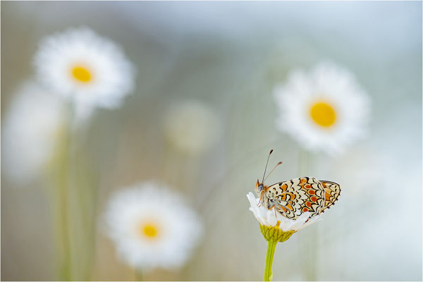 Flockenblumen-Scheckenfalter (Melitaea phoebe), Frankreich, Ardèche