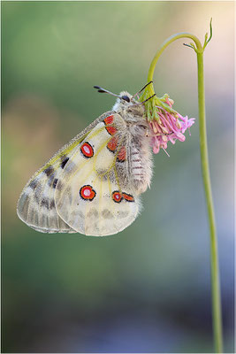 Roter Apollo (Parnassius apollo leovigildus), Frankreich, Dep. Alpes-de-Haute-Provence