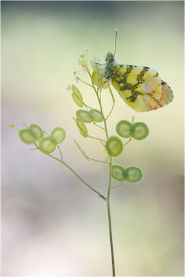 Gelber Aurorafalter (Anthocharis euphenoides), Männchen, Frankreich, Ardèche