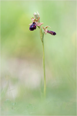 Hybride Moris` Ragwurz (Ophrys morisii) und Eleonora-Ragwurz (Ophrys eleonorae) = Ophrys x pardui
