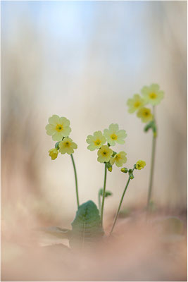 Hohe Schlüsselblume (Primula elatior), Deutschland, Baden-Württemberg