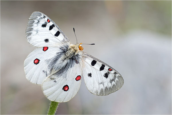 Hochalpen-Apollo (Parnassius phoebus), Italien, Region Aostatal