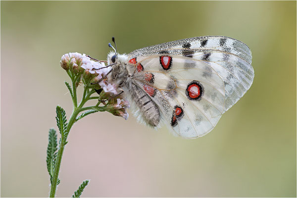 Roter Apollo (Parnassius apollo melliculus), Deutschland, Franken