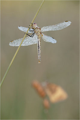 Frühe Heidelibelle (Sympetrum fonscolombii), Deutschland, Baden-Württemberg