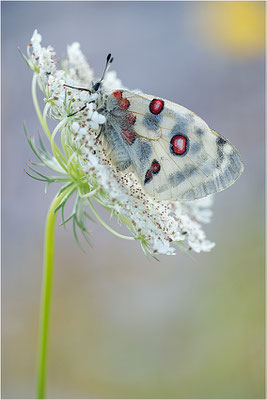 Roter Apollo (Parnassius apollo lithographicus), Deutschland, Oberbayern