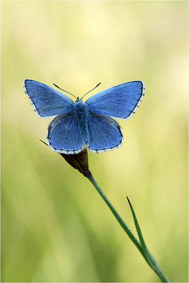 Himmelblauer Bläuling (Polyommatus bellargus), Männchen, Deutschland, Baden-Württemberg