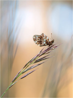 Magerrasen-Perlmuttfalter (Boloria dia), Deutschland, Baden-Württemberg