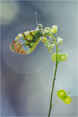 Gelber Aurorafalter (Anthocharis euphenoides), Frankreich, Ardèche