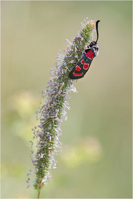 Esparsetten-Widderchen (Zygaena carniolica), Italien, Region Aostatal, 900m