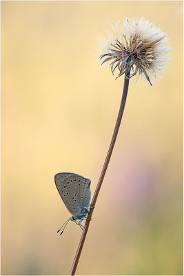 Lilagold-Feuerfalter (Lycaena hippothoe eurydame), Weibchen, Schweiz, Wallis, 1600m