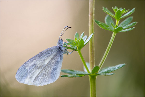 Tintenfleck-Weißling (Leptidea sinapis bzw. juvernica), Deutschland, Baden-Württemberg