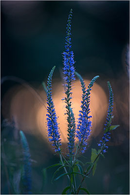 Langblättriger Ehrenpreis (Veronica longifolia), Deutschland, Baden-Württemberg