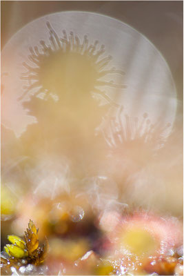 Rundblättriger Sonnentau (Drosera rotundifolia), Schweden, Bohuslän