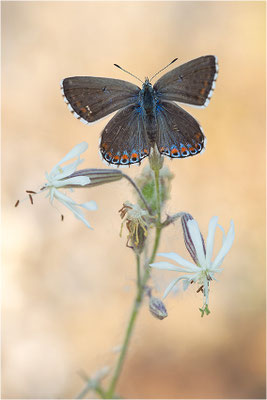 Himmelblauer Bläuling (Polyommatus bellargus), Weibchen, Deutschland, Baden-Württemberg