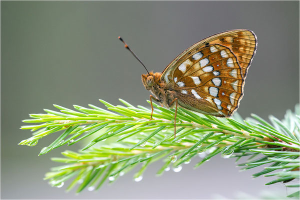Großer Perlmutterfalter (Argynnis aglaja), Österreich, Tirol