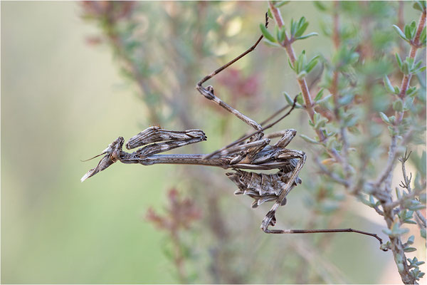 Hauben-Fangschrecke (Empusa pennata), Weibchen (subadult), Frankreich, Drôme