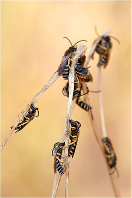  Furchenbienen (Halictus scabiosae), Männchen, Schlafgemeinschaft, Frankreich, Drôme