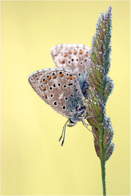 Himmelblauer Bläuling (Polyommatus bellargus), Männchen, Frankreich, Ardèche