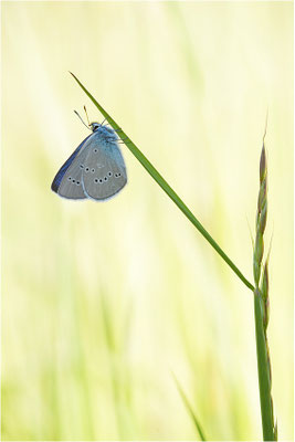 Rotklee-Bläuling (Cyaniris semiargus), Männchen, Schweiz, Wallis