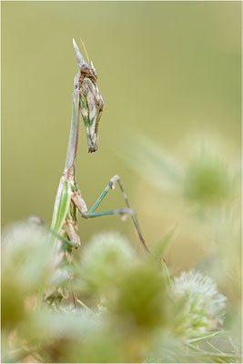 Hauben-Fangschrecke (Empusa pennata), Weibchen, Frankreich, Drôme