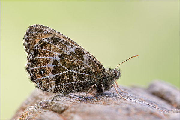 Gletscherfalter (Oeneis glacialis), Italien, Region Aostatal, 2300m