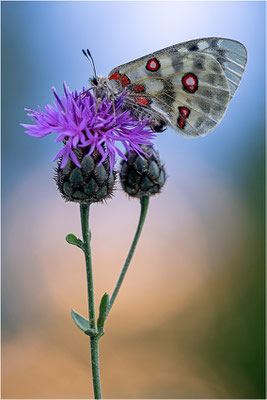 Roter Apollo (Parnassius apollo provincialis), Frankreich, Dep. Alpes-Maritimes