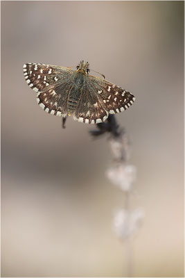 Silberwurz-Würfeldickkopffalter (Pyrgus andromedae), Weibchen, Frankreich, Drôme