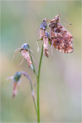 Natterwurz-Perlmuttfalter (Boloria titania), Italien, Region Aostatal, 2000m