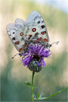 Roter Apollo (Parnassius apollo leovigildus), Frankreich, Dep. Alpes-de-Haute-Provence
