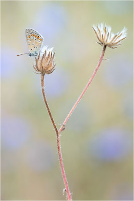 Polyommatus icarus