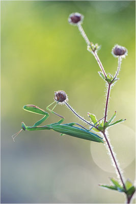Europäische Gottesanbeterin (Mantis religiosa), Weibchen, Deutschland, Baden-Württemberg