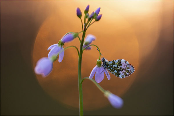 Aurorafalter (Anthocharis cardamines), Männchen, Deutschland, Baden-Württemberg