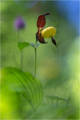 Gelber Frauenschuh (Cypripedium calceolus), Frankreich, Dep. Isere