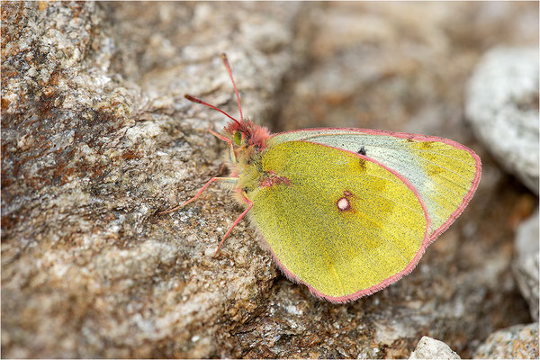 Alpen-Gelbling (Colias phicomone), Schweiz, Kanton Wallis