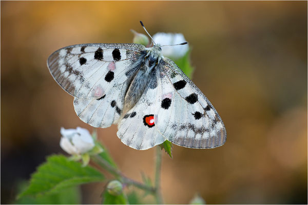 Roter Apollo (Parnassius apollo linnei), Schweden, Gotland