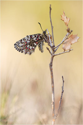 Spanischer Osterluzeifalter (Zerynthia rumina), Frankreich, Bouches-du-Rhône