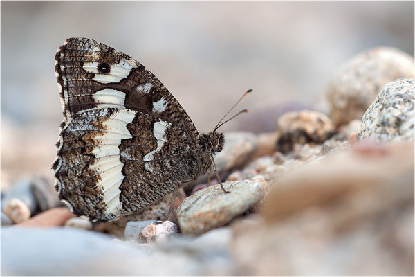 Weißer Waldportier (Brintesia circe), Frankreich, Ardèche