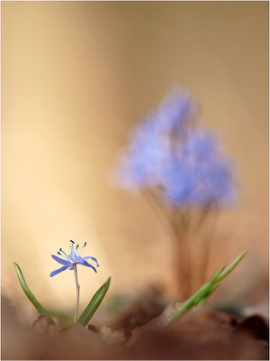 Zweiblättriger Blaustern (Scilla bifolia), Deutschland, Baden-Württemberg