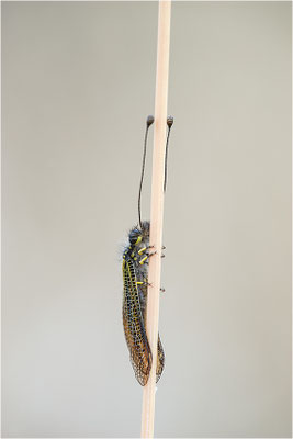 Gelber Schmetterlingshaft (Libelloides ictericus corsicus), Männchen, Korsika