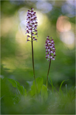 Purpur-Knabenkraut (Orchis purpurea), Deutschland, Baden-Württemberg